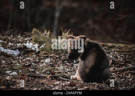 Ein Wolfswelpe, der in die Ferne blickt, in einer Umgebung im Freien. Stockfoto