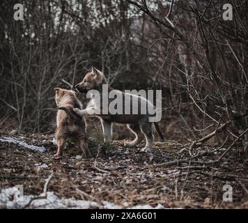 Ein Wolfswelpe, der in die Ferne blickt, in einer Umgebung im Freien. Stockfoto