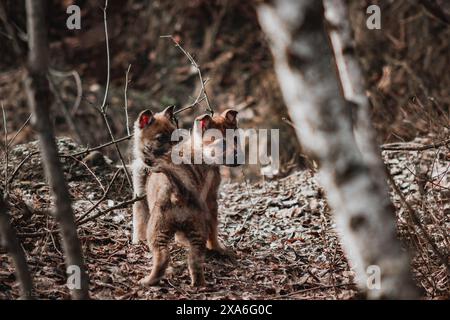 Ein Wolfswelpe, der in die Ferne blickt, in einer Umgebung im Freien. Stockfoto