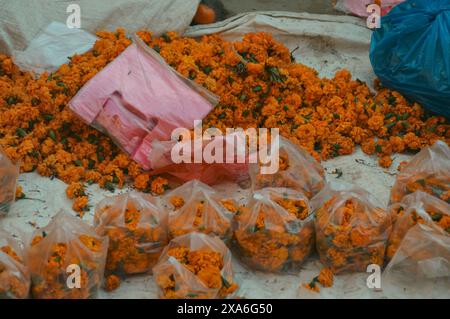 Haufen von leuchtend orange Ringelblumen, die in Taschen verkauft werden, um als Girlanden für heilige hinduistische religiöse Opfergaben und Rituale zu verwenden Stockfoto