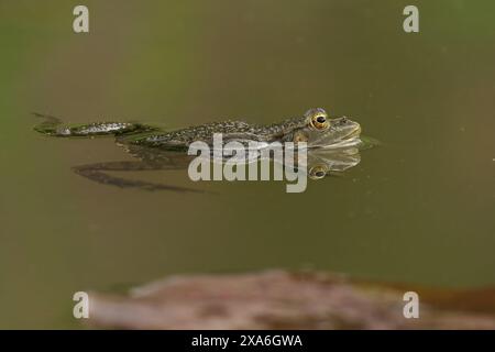 Ein Sumpffrosch, der in einem ruhigen Teich ruht Stockfoto