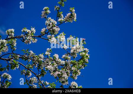 Der Apfel blüht in voller Blüte auf einem Baumzweig unter klarem blauen Himmel Stockfoto