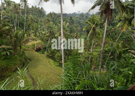Ein Blick von oben auf eine Reisplantage in Indonesien. Stockfoto