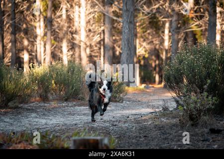 Ein Border Collie Hund in einer Waldumgebung. Stockfoto