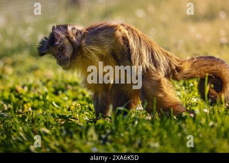 Ein Affe, der auf üppig grünem Gras schlendert. Stockfoto