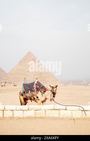 Ein Kamel und Pyramiden von Gizeh in der Nähe der Wüstenmauer Stockfoto
