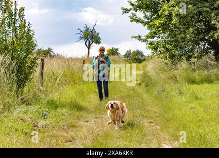 Golden Retriever läuft an einem wunderschönen Sommertag nach einem Ball. Stockfoto