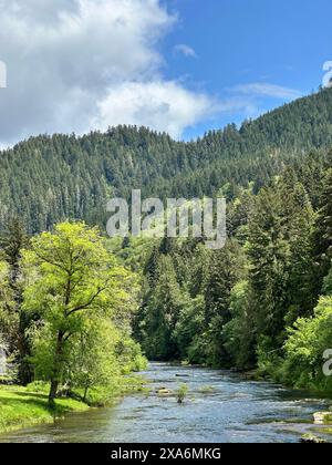 Das ruhige Wasser des Siuslaw River in Deadwood ODER umgeben von dichten grünen Bäumen und einem üppigen Wald Stockfoto