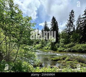 Das ruhige Wasser des Siuslaw River in Deadwood ODER umgeben von dichten grünen Bäumen und einem üppigen Wald Stockfoto