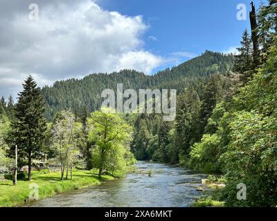 Das ruhige Wasser des Siuslaw River in Deadwood ODER umgeben von dichten grünen Bäumen und einem üppigen Wald Stockfoto