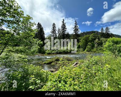 Das ruhige Wasser des Siuslaw River in Deadwood ODER umgeben von dichten grünen Bäumen und einem üppigen Wald Stockfoto