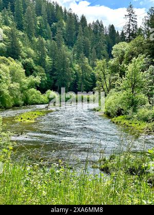 Das ruhige Wasser des Siuslaw River in Deadwood ODER umgeben von dichten grünen Bäumen und einem üppigen Wald Stockfoto