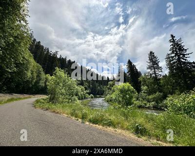 Das ruhige Wasser des Siuslaw River in Deadwood ODER umgeben von dichten grünen Bäumen und einem üppigen Wald Stockfoto