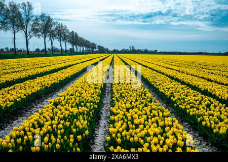 Ausgedehnte Felder mit leuchtend gelben Tulpen in voller Blüte, die die Schönheit der Tulpensaison in den Niederlanden hervorheben. Stockfoto