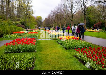 Touristen schlendern durch die pulsierenden Tulpengärten am Keukenhof, Niederlande. Stockfoto