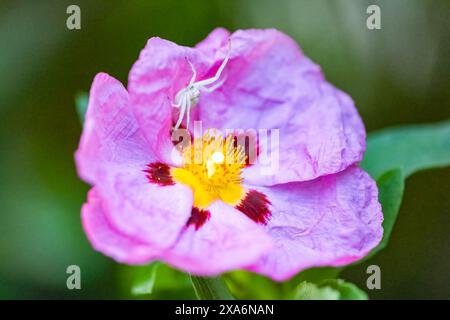 Krabbenspinne, Misumena vatia, eine Spinne auf einer Zistrosblume im Frühling Stockfoto