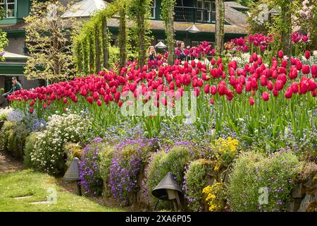 Bunte lila, weiße und gelbe Felsenbeete Blumen, helle Tulpen und Leute und Gebäude hinter den Betten in Butchart Gardens, Victoria, BC. Stockfoto