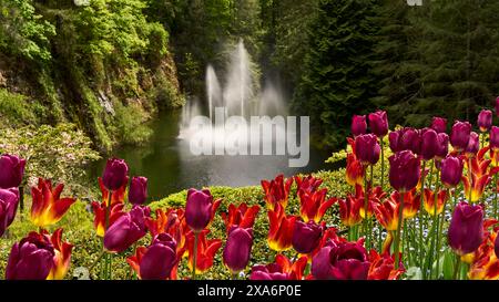 Leuchtend rote und gelbe Tulpen vor dem herrlichen Brunnen in Butchart Gardens, Victoria, BC. Stockfoto