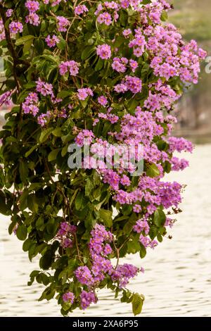 Atemberaubende Crape myrte, Lila Lagerstroemia indica, in Hanoi Altstadt, Vietnam, im Frühling. Nahaufnahme des blühenden Pflanzenporträts. Verführerisch, Erstaunlich Stockfoto