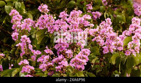 Atemberaubende Crape myrte, Lila Lagerstroemia indica, in Hanoi Altstadt, Vietnam, im Frühling. Nahaufnahme des blühenden Pflanzenporträts. Verführerisch, Erstaunlich Stockfoto