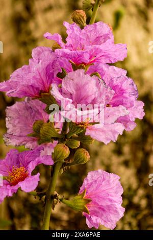 Atemberaubende Crape myrte, Lila Lagerstroemia indica, in Hanoi Altstadt, Vietnam, im Frühling. Nahaufnahme des blühenden Pflanzenporträts. Verführerisch, Erstaunlich Stockfoto