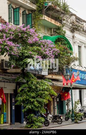 Atemberaubende Crape myrte, Lila Lagerstroemia indica, in Hanoi Altstadt, Vietnam, im Frühling. Nahaufnahme des blühenden Pflanzenporträts. Verführerisch, Erstaunlich Stockfoto