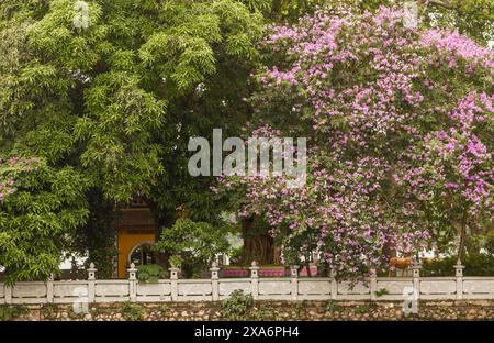 Atemberaubende Crape myrte, Lila Lagerstroemia indica, in Hanoi Altstadt, Vietnam, im Frühling. Nahaufnahme des blühenden Pflanzenporträts. Verführerisch, Erstaunlich Stockfoto