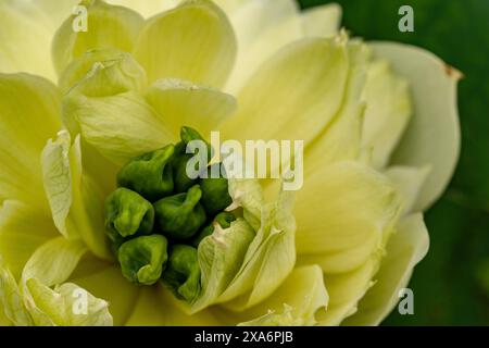 Fesselndes, blendendes, ausgezeichnetes, faszinierendes natürliches Nahaufnahme, hochauflösendes, blühendes Pflanzenporträt von Lotus Flower, Nelumbo nucifera, Hanoi Stockfoto