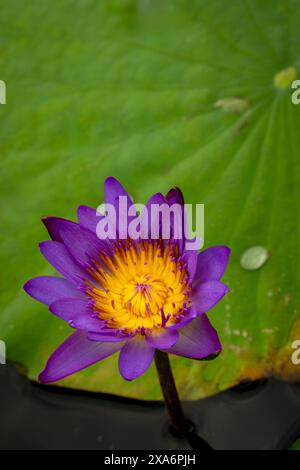 Fesselndes, blendendes, ausgezeichnetes, faszinierendes natürliches Nahaufnahme, hochauflösendes, blühendes Pflanzenporträt von Lotus Flower, Nelumbo nucifera, Hanoi Stockfoto