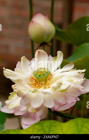 Fesselndes, blendendes, ausgezeichnetes, faszinierendes natürliches Nahaufnahme, hochauflösendes, blühendes Pflanzenporträt von Lotus Flower, Nelumbo nucifera, Hanoi Stockfoto