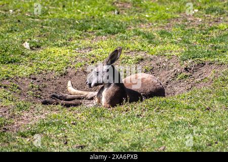 Ein Känguru im Gras in der Nähe eines Lochs auf dem Boden Stockfoto