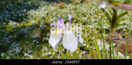 Farbenfrohe Blumen in einem lebendigen Feld mit üppigem grünem Gras und hohen Klingen Stockfoto