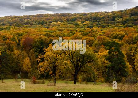 Ein malerischer Blick auf Bucium-Wälder in der Nähe von Iasi, Rumänien Stockfoto