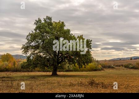 Ein malerischer Blick auf Bucium-Wälder in der Nähe von Iasi, Rumänien Stockfoto