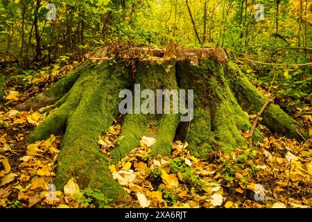 Ein malerischer Blick auf Bucium-Wälder in der Nähe von Iasi, Rumänien Stockfoto