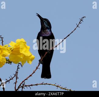 Eine Nahaufnahme eines Cinnyris asiaticus (Purple sunbird), der auf einem Baumzweig mit gelben Blüten thront Stockfoto