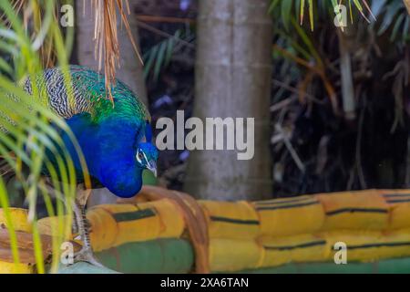 Ein Pfau auf Laub, umgeben von Pflanzen Stockfoto