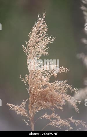 Eine Nahaufnahme von Schilfgräsern auf einem sonnigen Hügel im Sommer Stockfoto