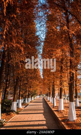 Ein malerischer Pfad, umgeben von Herbstlaub mit orange und gelben Blättern Stockfoto