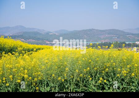 Ein Feld mit leuchtend gelben Blumen mit Hügeln im Hintergrund Stockfoto