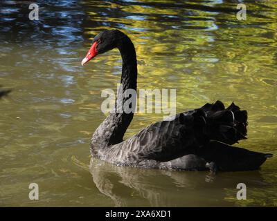 Ein schwarzer Schwan, der anmutig mit Kopf über der Wasseroberfläche schwimmt Stockfoto