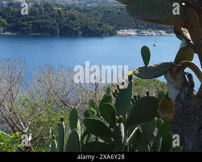 Ein Kaktus pflanzt auf einer Klippe nahe einer Wasseroberfläche Stockfoto