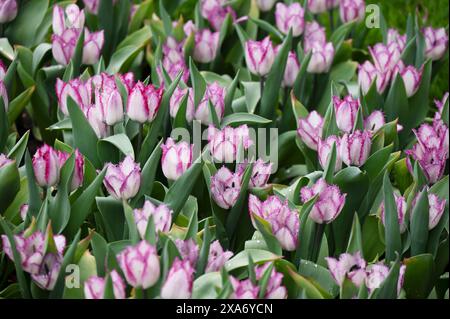 Ein Feld aus blühenden, rosa und weißen Tulpen Stockfoto