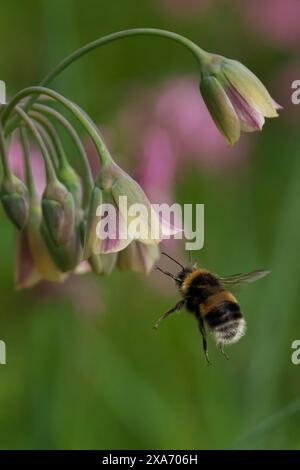 Eine Weißschwanzhummel im Flug in der Nähe einer rosafarbenen Blume mit grünem Hintergrund Stockfoto