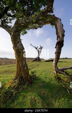 Stinkende Lorbeerbäume in Fanal, Madeira, Portugal. Stockfoto