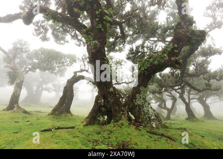 Stinkende Lorbeerbäume in Fanal, Madeira, Portugal. Stockfoto