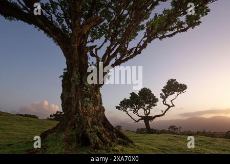 Stinkende Lorbeerbäume in Fanal, Madeira, Portugal. Stockfoto