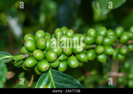 Nahaufnahme von grünen Kaffeebohnen auf der Pflanze, eine reichliche Ernte mit hochwertigen Bohnen wird beobachtet Stockfoto