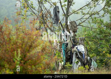 Ein alter Baum mit einem hohlen Stamm steht auf einem Hügel Stockfoto