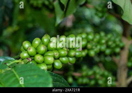 Nahaufnahme von grünen Kaffeebohnen auf der Pflanze, eine reichliche Ernte mit hochwertigen Bohnen wird beobachtet Stockfoto